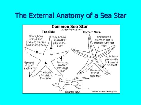 External Sea Star Anatomy