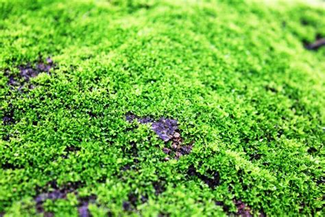 Green Moss On The Rocks Stock Photo Image Of Closeup 114239888