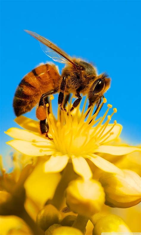 honey bee for ultra tv hd phone wallpaper pxfuel