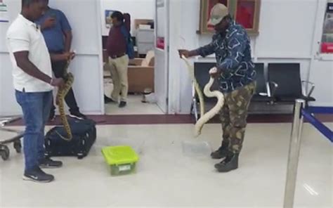 47 Pythons Seized From Passenger Arriving At Trichy Airport From Kl Fmt