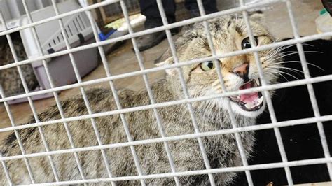 Unique Method Of Killing Feral Cats Among Research