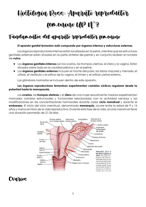 Histología Srf Fundamentos Del Aparato Reproductor Femenino El