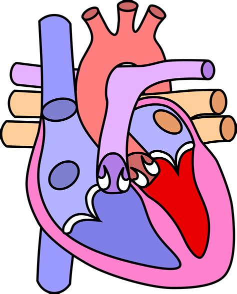 Heart Diagram Empty Clipart Best