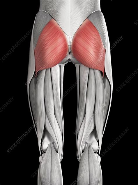 Human Buttock Muscles Illustration Stock Image F0127868 Science Photo Library