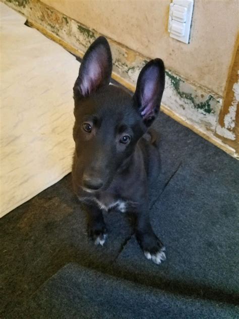 Maybe you would like to learn more about one of these? We've reduced the price on our four remaining German Shepherd Puppies for Sale! - Burgin ...