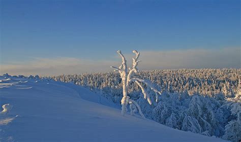 Избранные фотографии Надежда Гусева ФотоКто Фотографии Зима