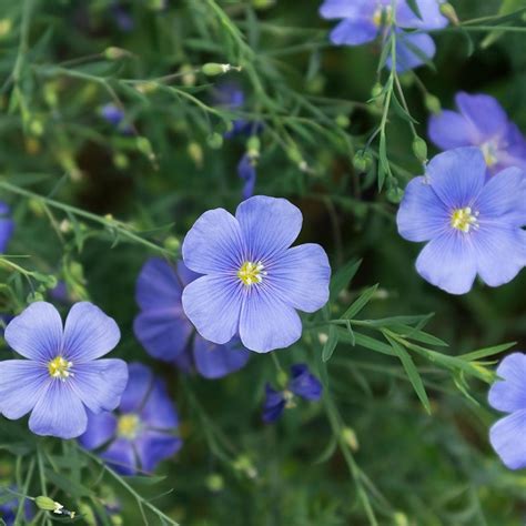 Blue Flax Seeds Linum Perenne American Meadows