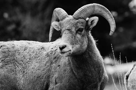 Big Horn Sheep Photograph By Elisa Vichi Fine Art America