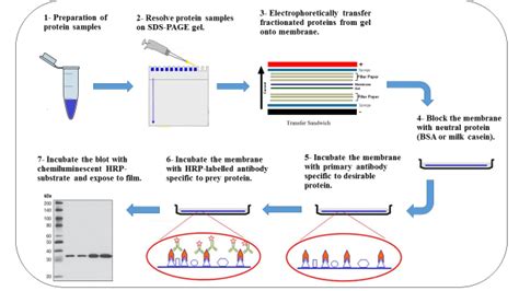 2 Basic Principle Of Western Blot Download Scientific Diagram