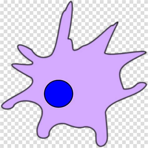 Dendritic Cell Dendrite Others Transparent Background Png Clipart