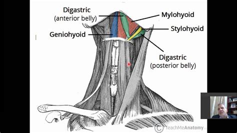 Submandibular Region Youtube