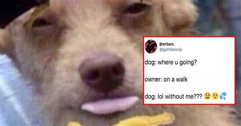 16 Very Important Dog Posts From This Week