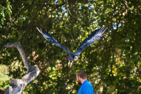 Fresno Chaffee Zoo - Winged Wonders Bird Show - Black vult… | Flickr