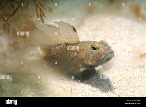 Black Ray Goby Hi Res Stock Photography And Images Alamy