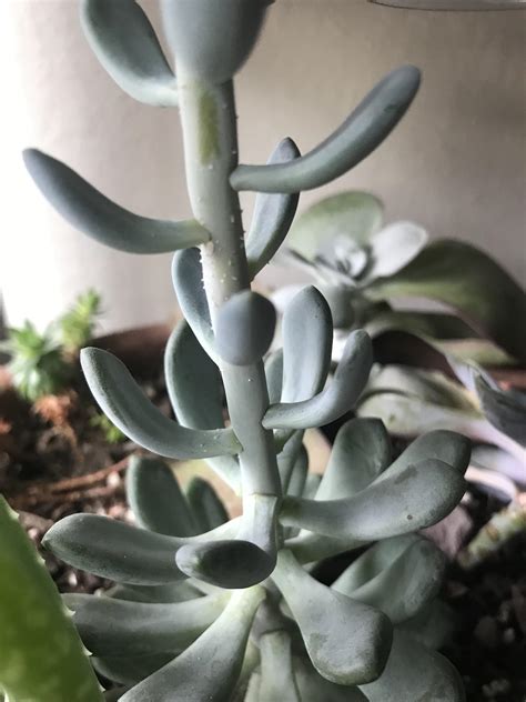 Check spelling or type a new query. What is this white stuff suddenly on my succulent? Do I ...