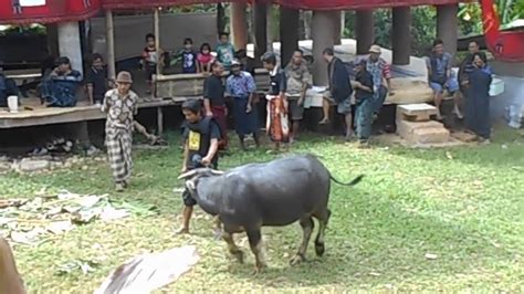 Di larang posting jual beli taranak/apapun di grup ini. 86+ Gambar Babi Toraja HD - Infobaru