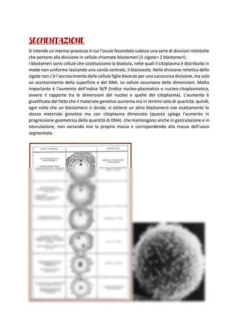 Solution Embriologia Merged Studypool