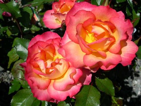 This Is The Rainbow Sorbet Rose It Is Absolutely Stunning If You