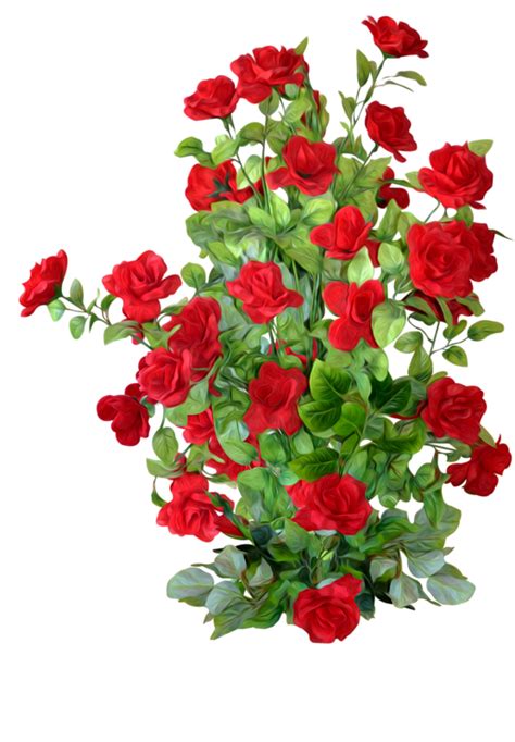 Download Petal Rose Roses Shrub Garden PNG Image High Quality HQ PNG png image