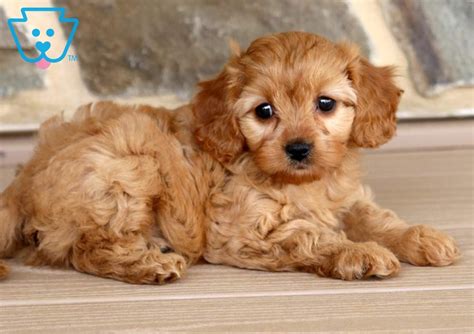 Maybe you would like to learn more about one of these? Cassidy | Cavapoo Puppy For Sale | Keystone Puppies