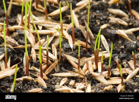Bentgrass Seed