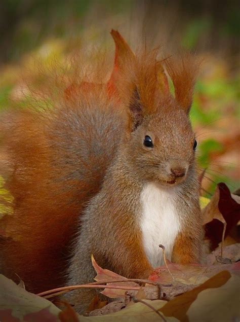 Pin By Sharyl Friend Pavlisko On Natures T Squirrel Pictures