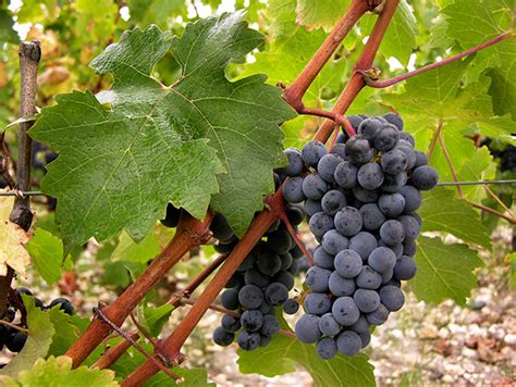 Сорт винограда каберне совиньон: описание, достоинства и ...