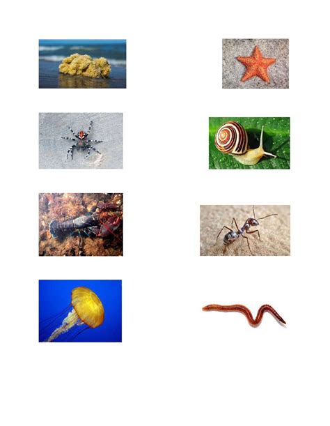 This chapter will explore how different invertebrates, organisms without a backbone, are classified into different categories. Type the classification of each Invertebrates worksheet