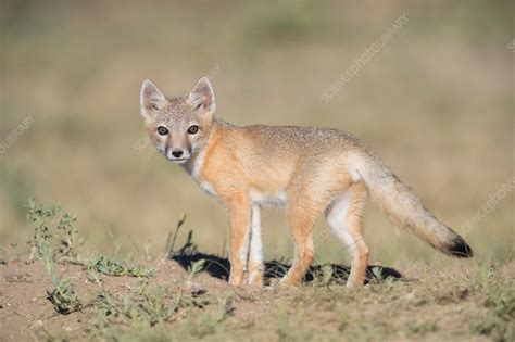 Juvenile Swift Fox Stock Image C0446500 Science Photo Library