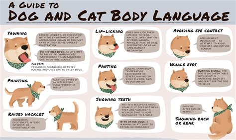 A Guide To Dog And Cat Body Language Infographic Visualistan