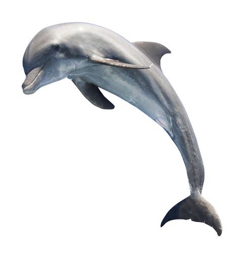 Dolphin Png Image Pngpix