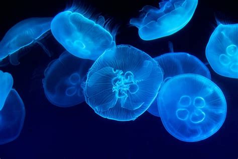5 Most Venomous And Deadliest Jellyfish In The World 092023