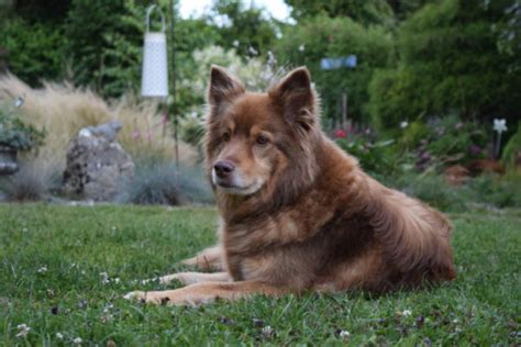 Meine Hunde – lapinkoira.ch