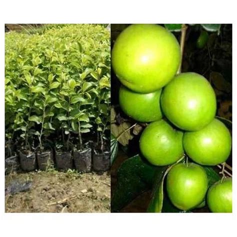 Clone Green Apple Ber Plant ऐप्पल बेर प्लांट M M Minerals