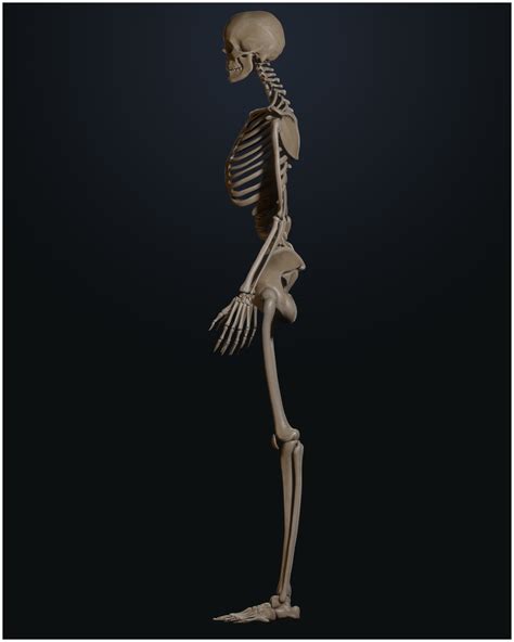 Female Skeleton 3d Model Cgtrader