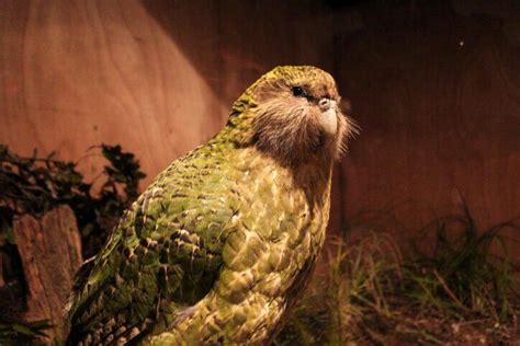 11 Weirdest Birds Around The World
