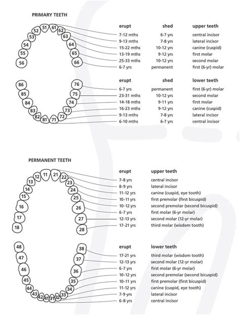 20 Free Printable Baby Teeth Eruption Charts Word PDF
