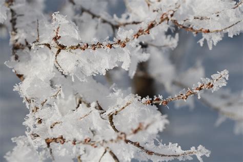 Free Images Tree Branch Blossom Snow Plant Leaf Flower Frost