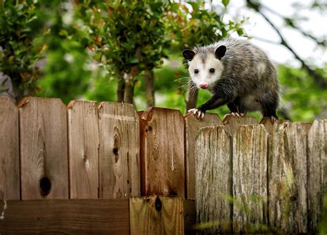 Michigan Opossum Removal Empire Wildlife Trapping