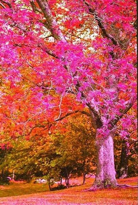 Very Unique And Rare Colorful Trees Beautiful Tree Beautiful Flowers Tree