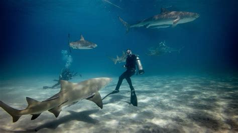 Marine Biologist With Shark