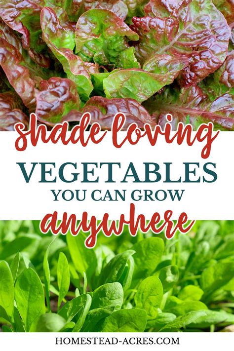 17 Easy Vegetables That Grow In Shade In 2020 Easy Vegetables To Grow