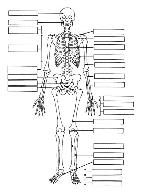 How The Skeletal System Works Worksheet Worksheets For Kindergarten