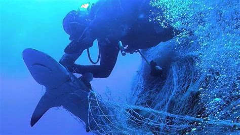 Marine Life Being Haunted By Ghost Nets Ocean Dimensions