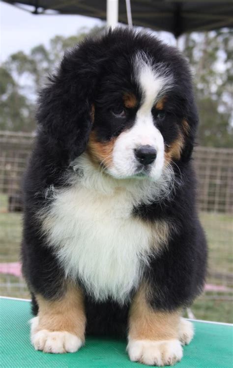 Pin On Bernese Mountain Dog