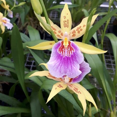 L'orchidea è una pianta da interno molto apprezzata come regalo (specialmente l'orchidea bianca). Orchidea Miltonia 'Sunset' | Yougardener