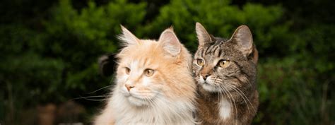 How To Spot The Personality Differences Between Male And Female Cats