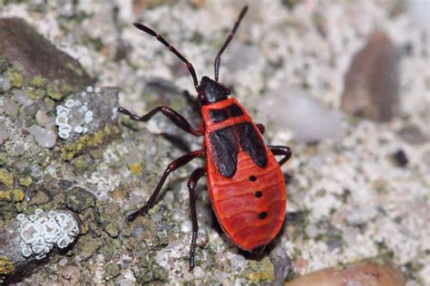 Red Bug In Garden Flickr Photo Sharing