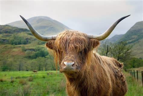 Highland Cattle Glen Nevis Scotland Alan Majchrowicz Photography