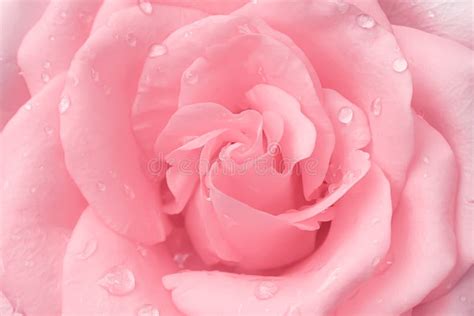 Beautiful Light Pink Rose Flowers Fresh Sweet Petal Patterns With Water